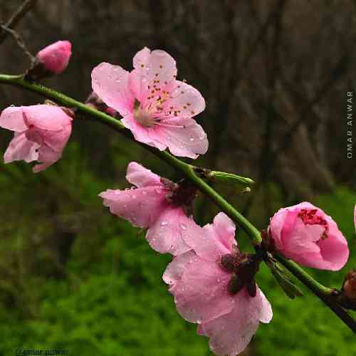 مجید حسینی گیسو طلا